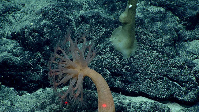 An anthomastus coral - family Alcyoniidae, Anthomastus tahinodus
