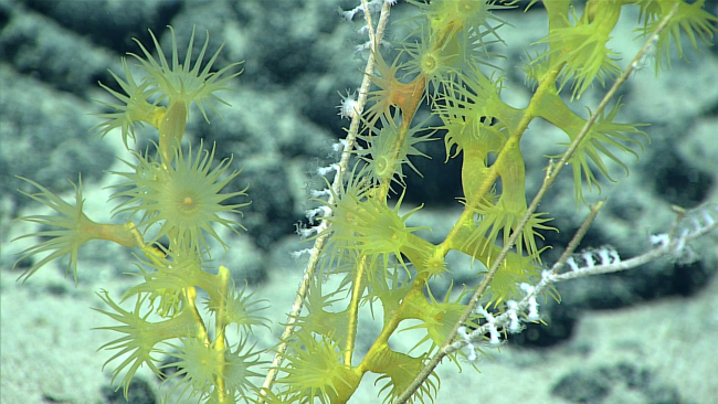 Yellow zoanthids on dead branches of a gorgonian coral