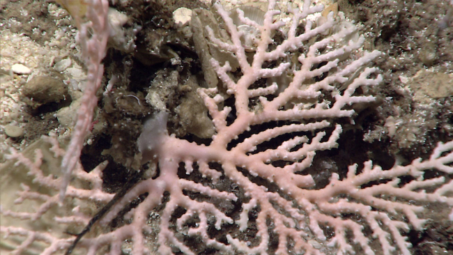 Pink hard coral - stylaster coral?