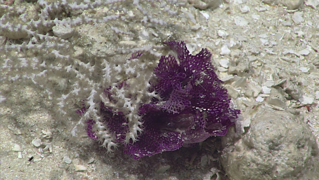 Purple lace bryozoan