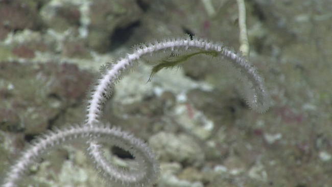 A whip octocoral - family Isididae?