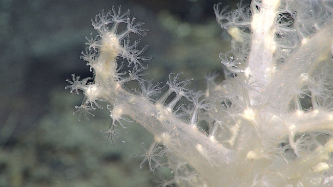 Octocoral - family Nidaliidae, Siphonogorgia alexandri - a soft coral