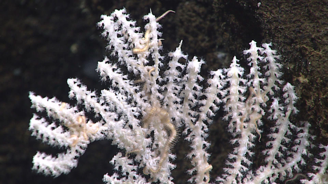 A white octocoral with associated white brittle stars