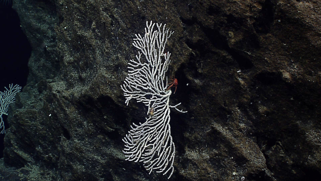 A white octocoral with a hermit crab and a red squat lobster at its base