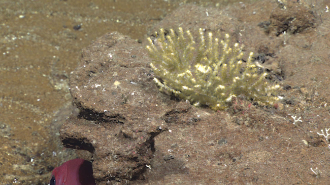 A white octocoral with yellow polyps - family Plexauridae, Paracis sp