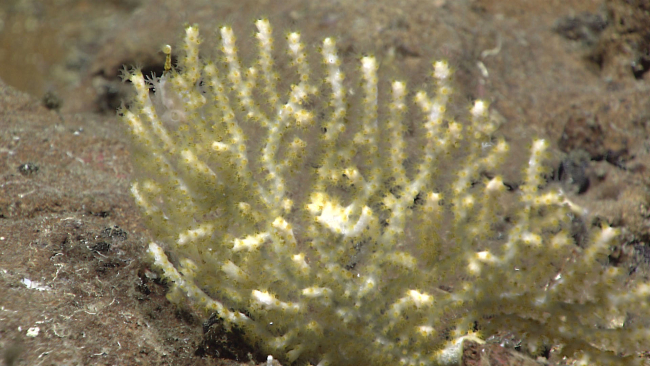 A white octocoral with yellow polyps - family Plexauridae, Paracis sp