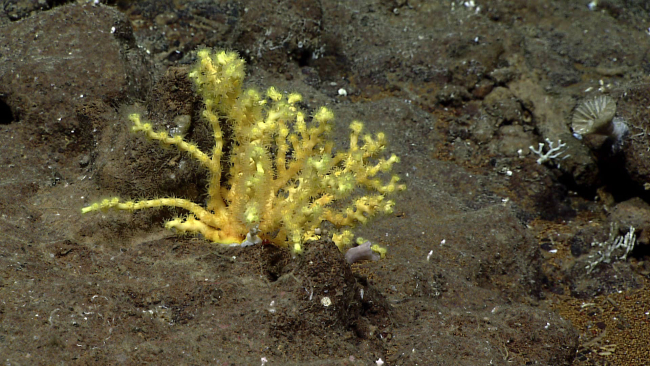 A hard  coral - family Dendrophylliidae, Enallopsammia rostrata (amphelioides)