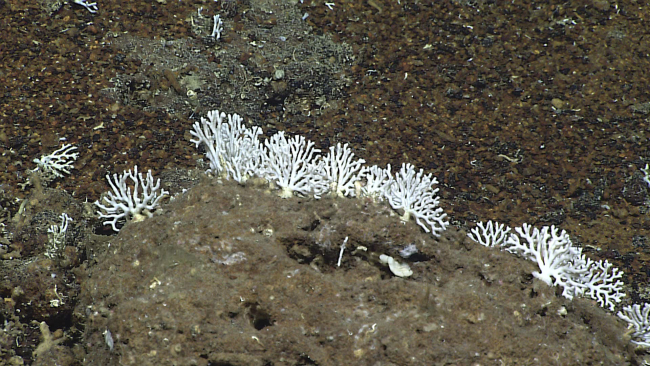 Stylaster corals - Distichopora sp