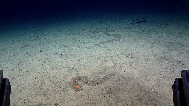 An enteropneust worm plowing through the sediment