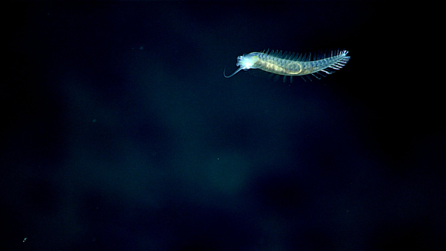 A swimming polychaete worm