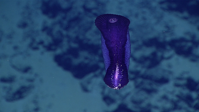 A purple holothurian swimming