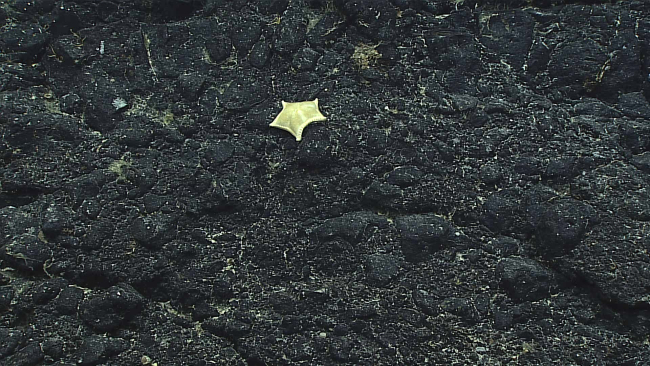 A sea star - family Gonasteridae