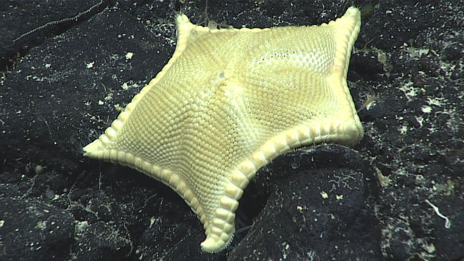 A sea star - family Gonasteridae