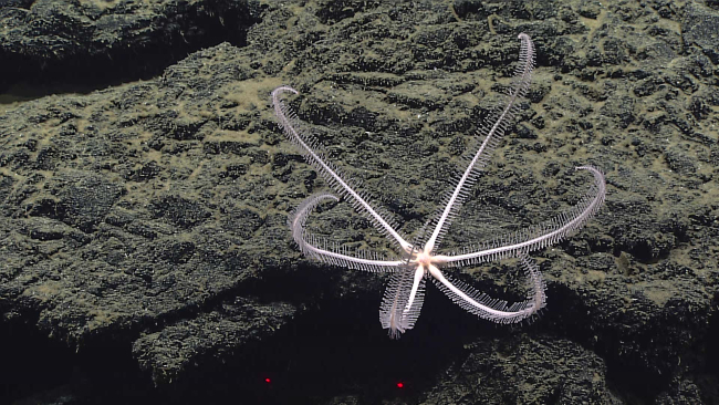Six-legged starfish - family Freyellidae, Freyastera sp
