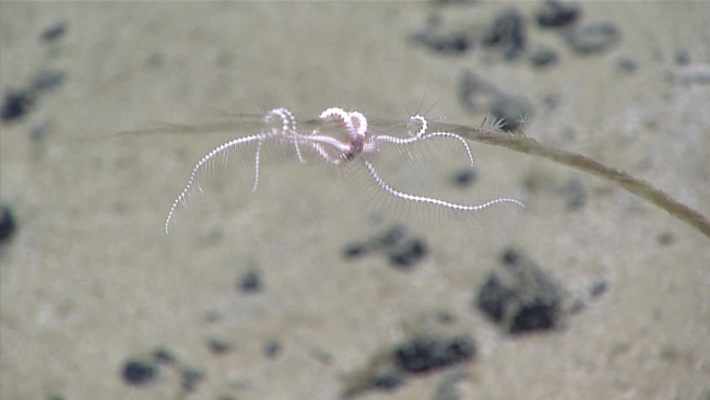 A delicate white brittle star - family Ophiacanthidae