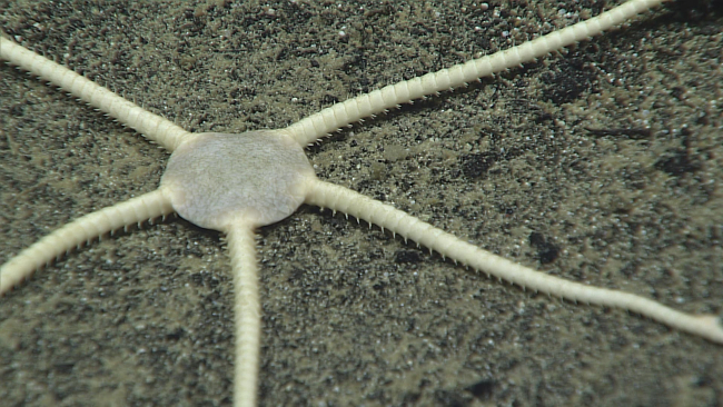 A white brittle star - family Ophiuridae
