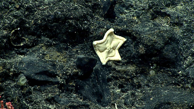 A somewhat deflated appearing starfish - family Goniasteridae