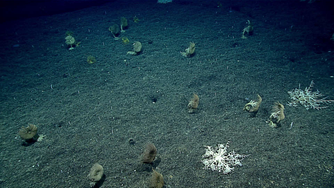 A congregation of basket stars and feather star crinoids
