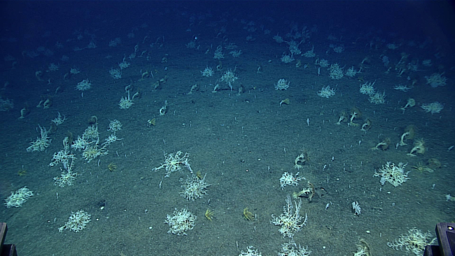 A congregation of basket stars and feather star crinoids