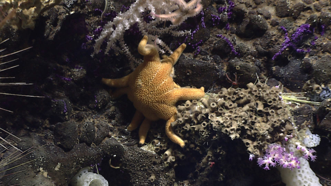 A star fish - family Solasteridae