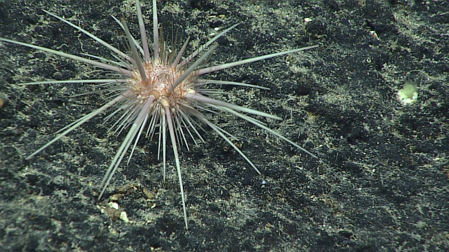 A sea urchin -family Pedinidae, Caenopedina sp