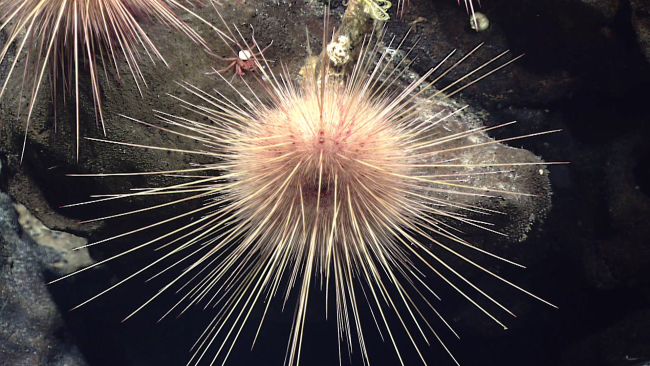 Looking straight towards the anus of a sea urchin - family Echinothuriidae