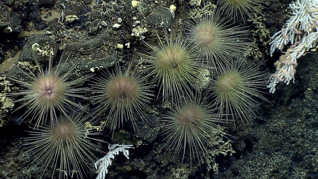 Closeup of seven Echinothuriid urchins