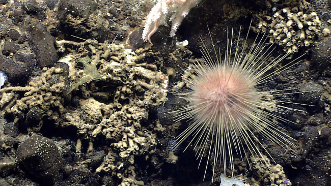 A single Echinothuriid urchin and many tube worms