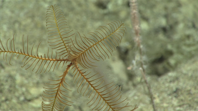 A stalked yellow-brown sea lily crinoid
