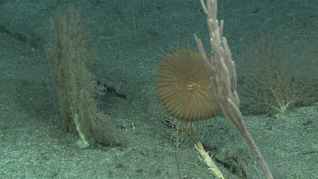 A brown feather star crinoid