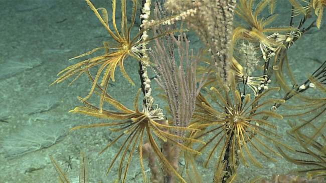 Numerous yellow feather star crinoids attached to a dead black coral bush