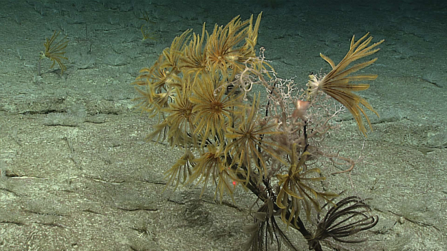 A dead black coral bush decorated with many yellow crinoids, two blackfeather star crinoids, and a white basket star