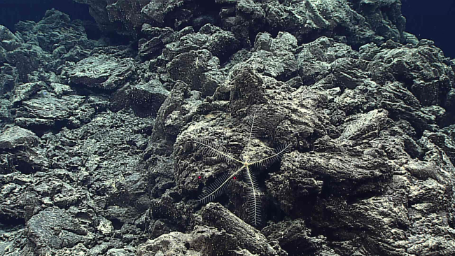 Starfish? feather star crinoid?  appears to have legs right below the centraldisk so probably a crinoid