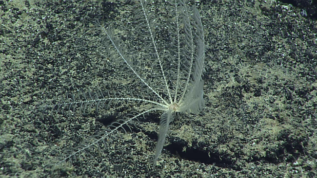 A nearly translucent feather star crinoid