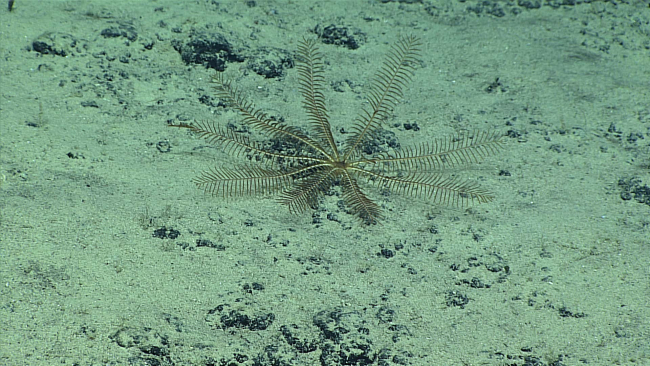 A yellow brown feather star crinoid