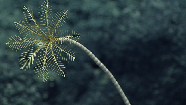 A brown stalked sea lily crinoid - family Bathycrinidae, Naumachocrinus sp