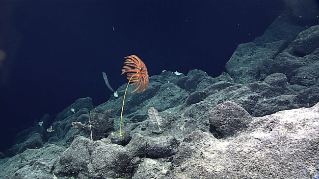 A large orange sea lily crinoid - family Proisocrinidae?