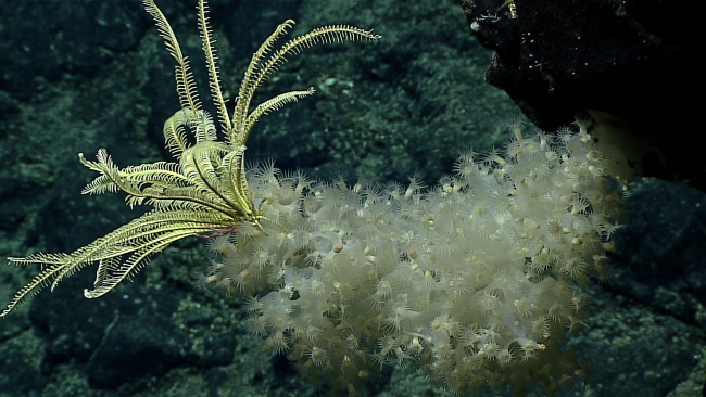 A yellow feather star crinoid on a sponge covered with zoanthids