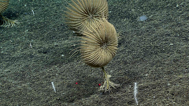 The large brownish feather star crinoid whose base is seen in expn6952
