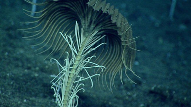 Looking at the numerous legs below the arms of this large feather starcrinoid