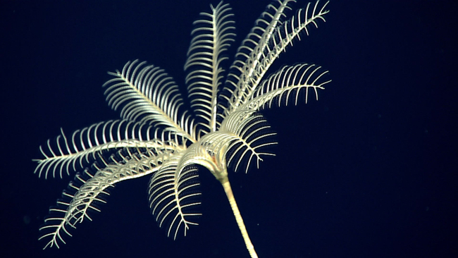 A sea lily crinoid - probably family Bathycrinidae, Bathycrinus sp