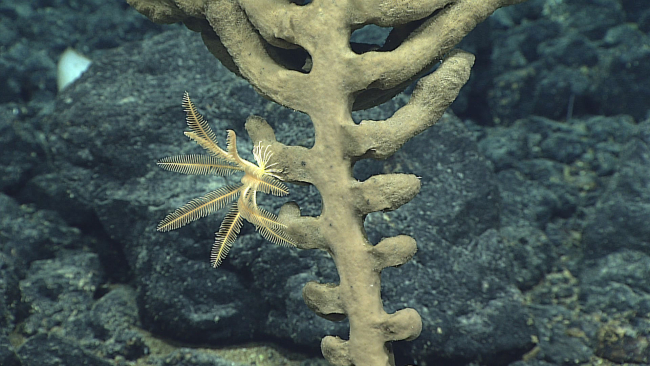 A small white feather star crinoid on a dead glass sponge - familyAntedonidae?