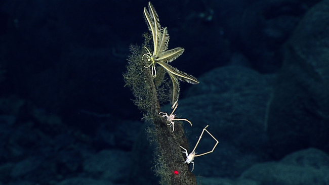 A white feather star crinoid on a dead glass sponge - family Antedonidae