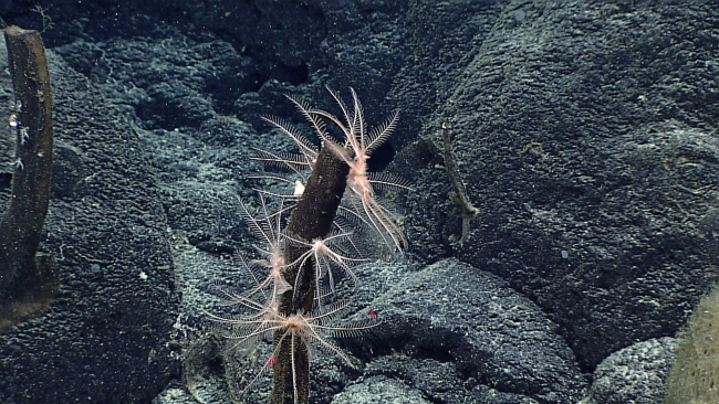 At least six feather star crinoids - family Antedonidae - on a dead glasssponge