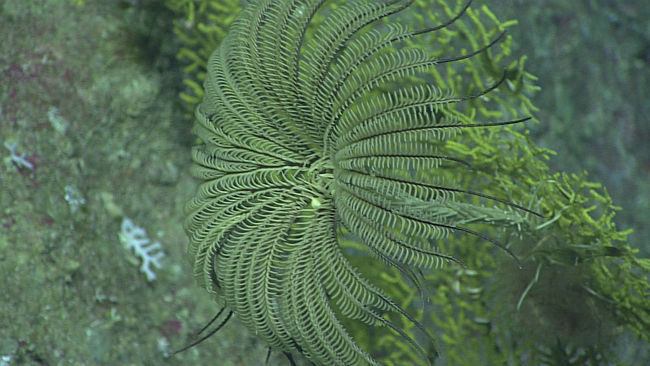 A large yellow and black feather star crinoid with what appears to beforty arms