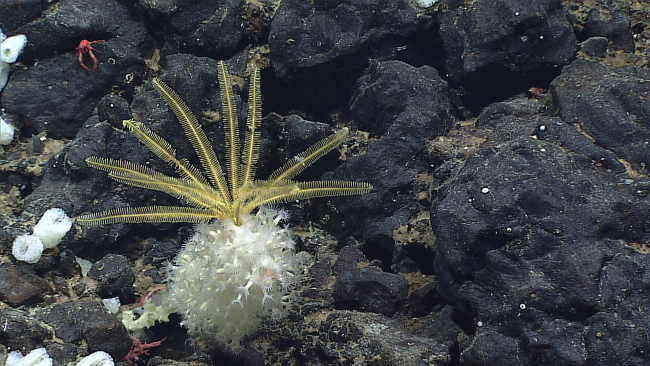 A yellow feather star crinoid on top of a glass sponge covered withwhite zoanthids? anemones?