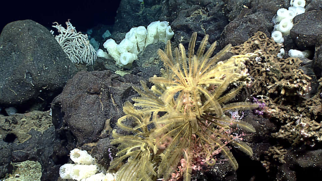 Yellow feather star crinoids on a pink basket star