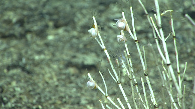 Four small pretty white gastropods on dead bamboo coral branches
