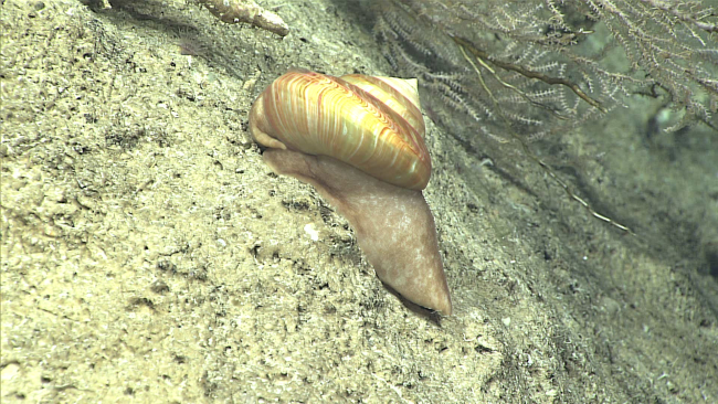 A deep sea turban snail