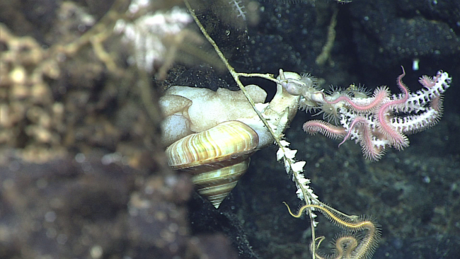 A deep sea turban snail